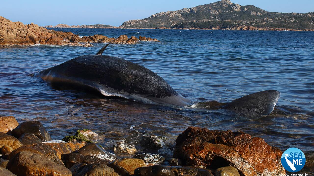 Un cachalot découvert mort le ventre rempli de 22 kilos de plastique en Italie