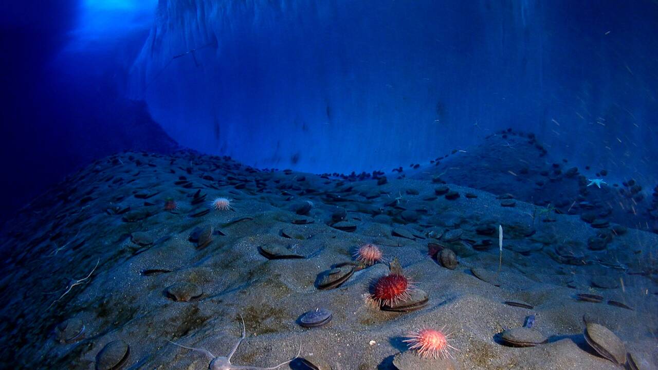 Océan, une plongée insolite à la découverte du monde méconnu caché sous la surface