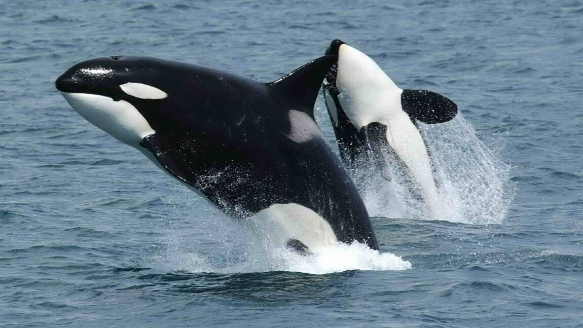 Sous pression, la Russie promet de libérer des dizaines d'orques et bélugas