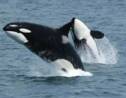 L'orque qui avait poussé son bébé mort pendant 17 jours est de nouveau enceinte