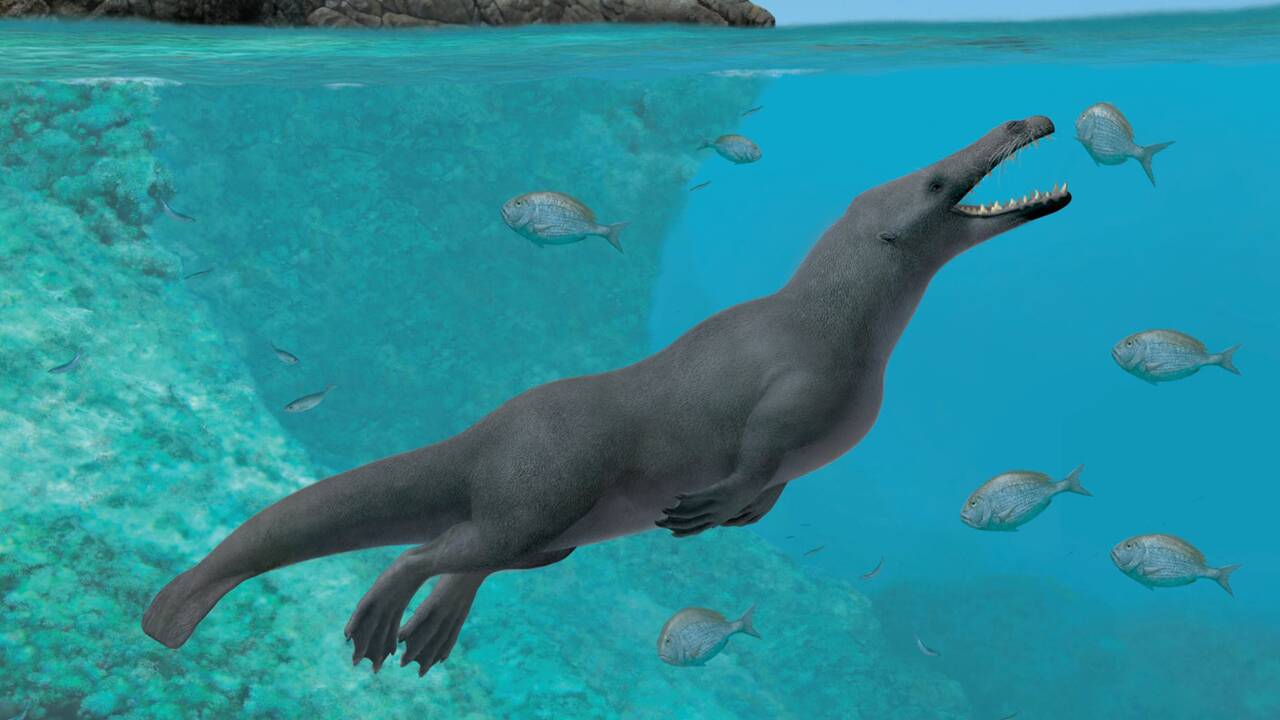 Un fossile de baleine à quatre pattes de 42,6 millions d'années découvert au Pérou