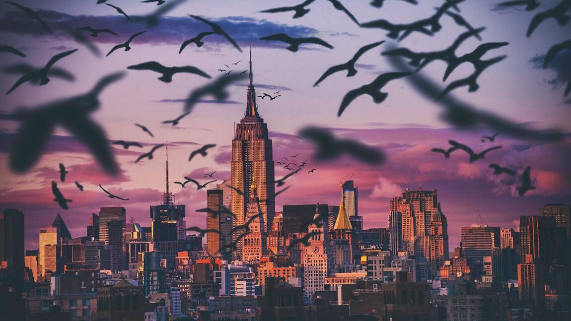 Aux Etats-Unis, plus de 600 millions d'oiseaux meurent chaque année à cause des gratte-ciels