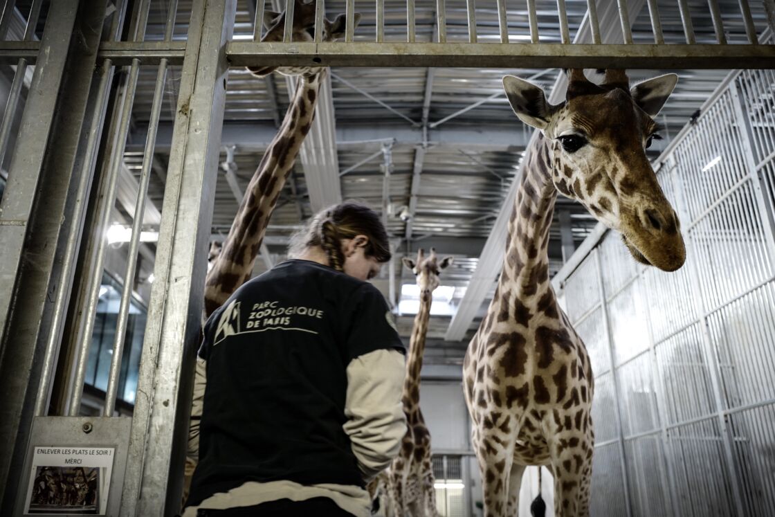 Des Jeux Et De L Entrainement Pour Les Animaux Du Zoo De Paris Geo Fr