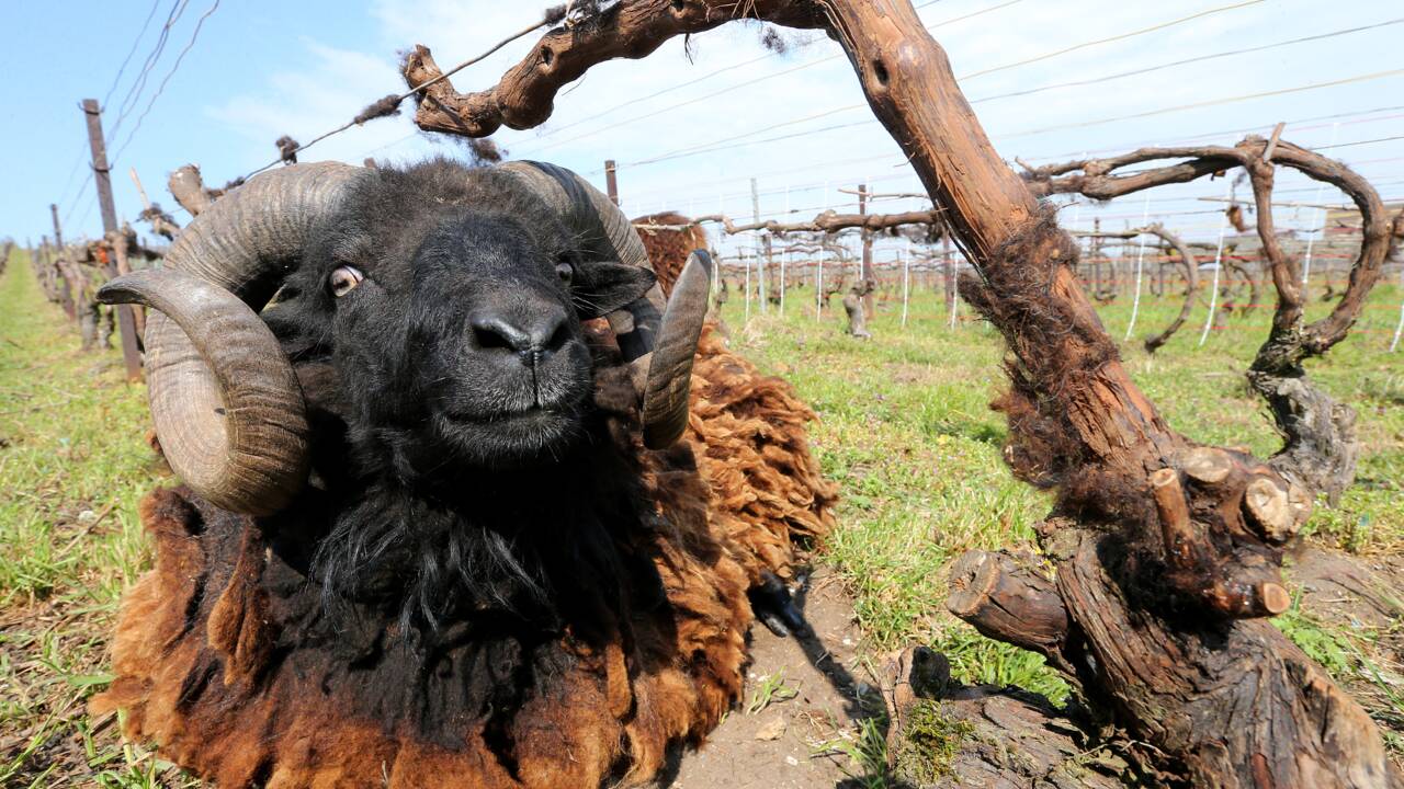 En Champagne, des moutons d'Ouessant protègent l'écosystème dans les vignes