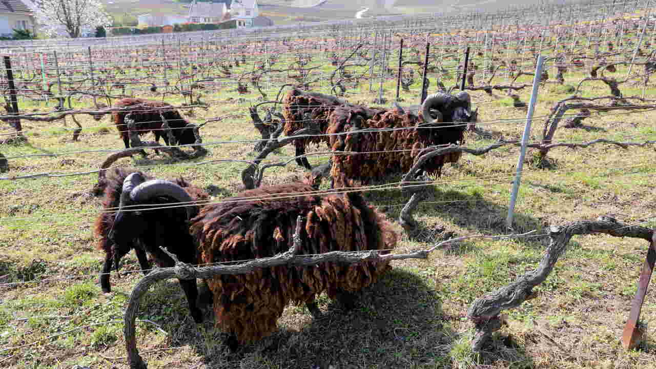 En Champagne, des moutons d'Ouessant protègent l'écosystème dans les vignes Geo.fr
