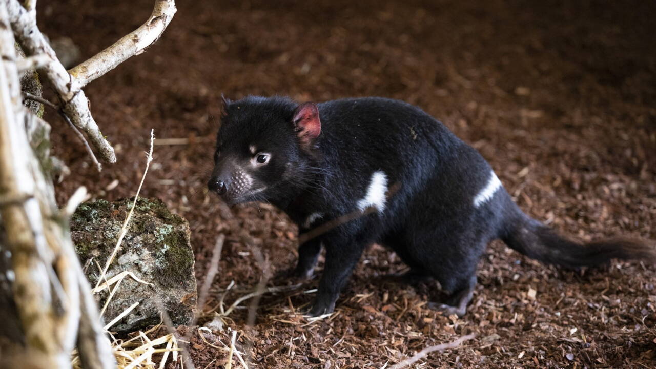 Des Diables De Tasmanie Au Zoo De Beauval Une Premiere En France Geo Fr