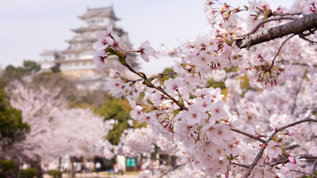 Comment un Britannique a sauvé les célèbres cerisiers japonais de l'extinction