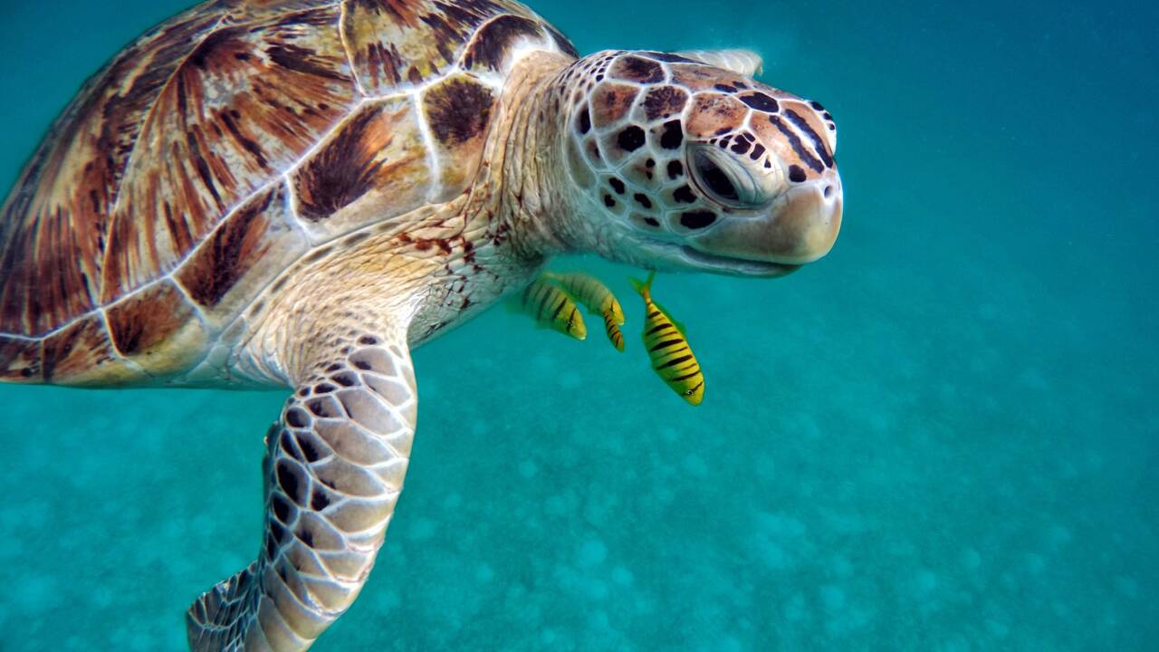 Aux Maldives, une tortue retourne pondre sur sa plage natale… transformée en piste d'atterrissage