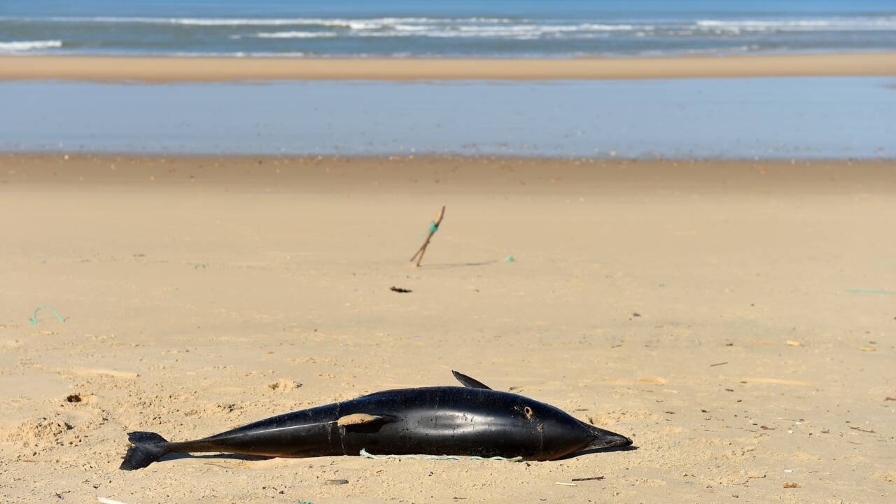 Capture accidentelle de dauphins: bientôt des répulsifs acoustiques sur les filets
