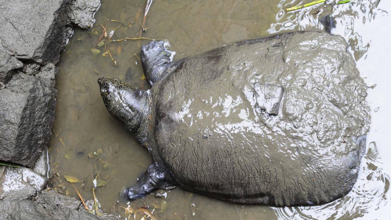 La tortue du Yangtsé au bord de l'extinction après une insémination ratée