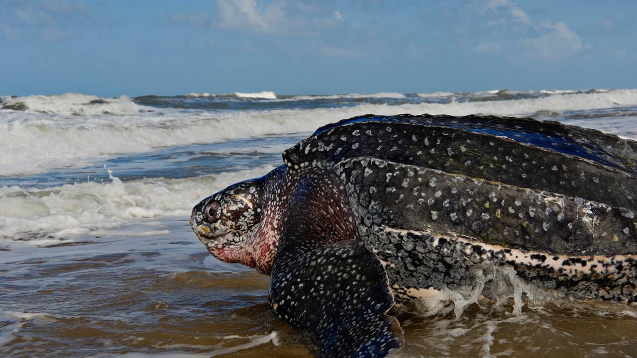 L'absence inhabituelle de tortues marines au Nicaragua inquiète pour leur avenir