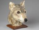 Des chercheurs ont réussi à reconstruire la tête d'un chien vieux de 4.000 ans