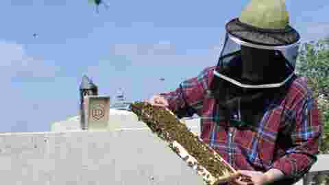 Les abeilles de Notre-Dame sont sauvées