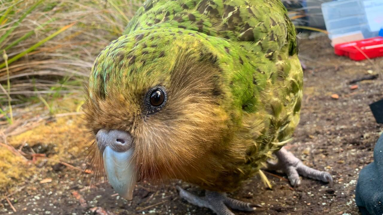 Le kakapo, plus gros perroquet du monde, profite du réchauffement climatique