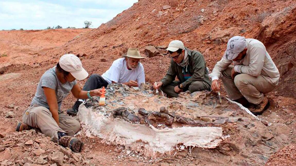 Un cimetière de fossiles vieux de 220 millions d'années découvert en Argentine