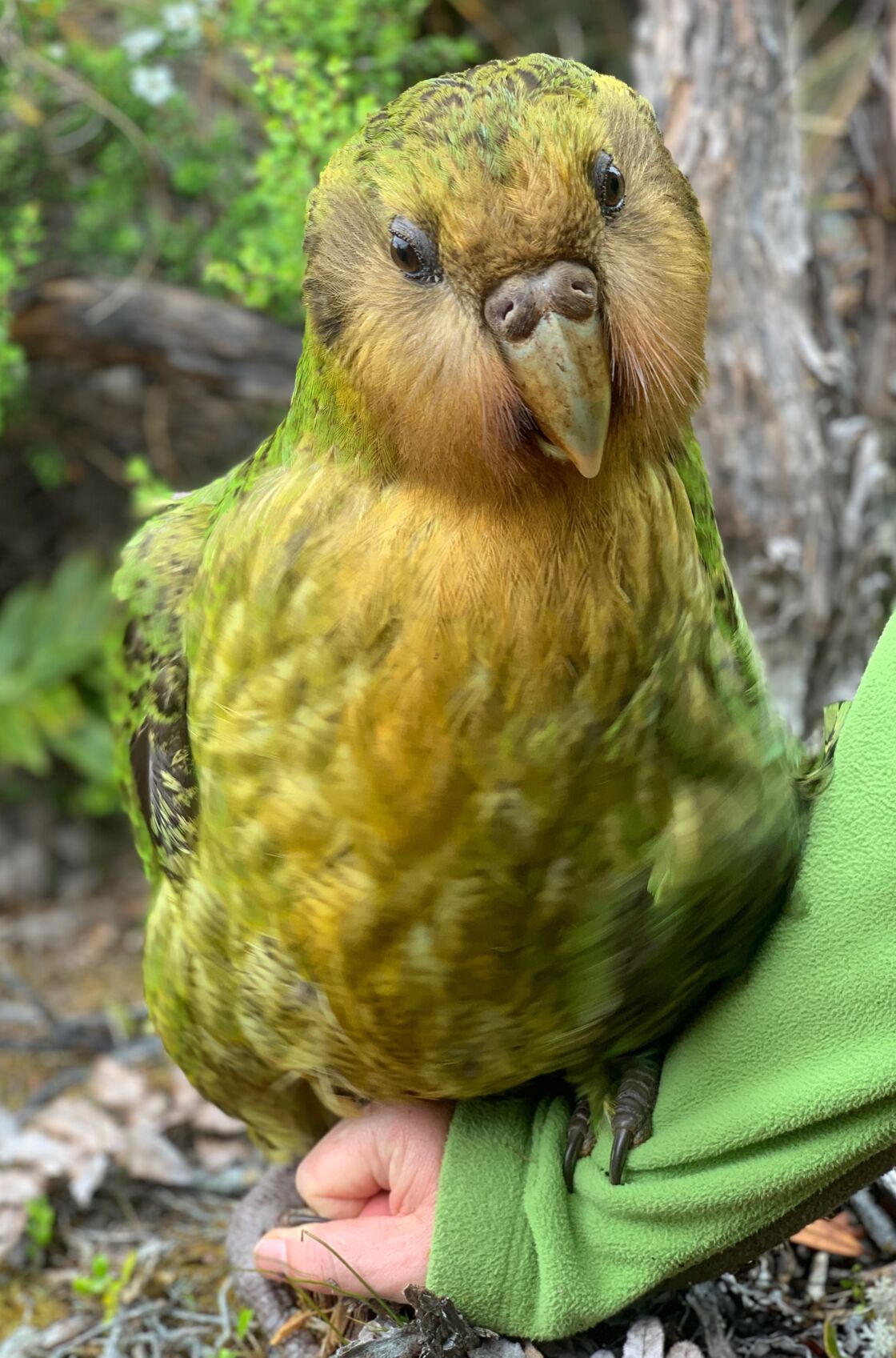 Le Kakapo Plus Gros Perroquet Du Monde Profite Du