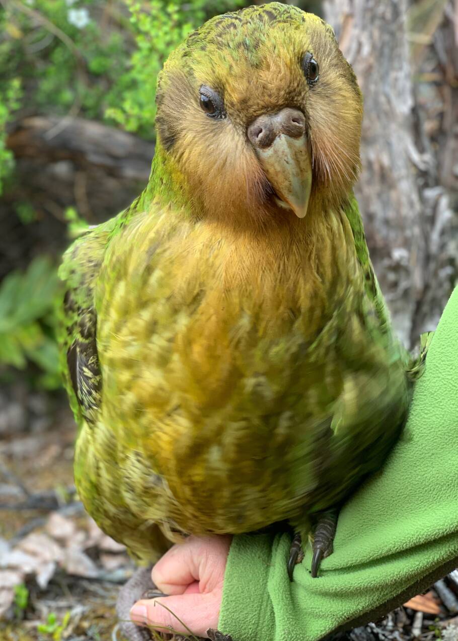 Le kakapo, plus gros perroquet du monde, profite du réchauffement climatique