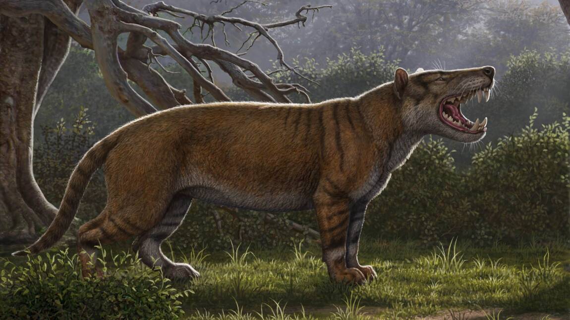 Les ossements de l'un des plus grands mammifères carnivores identifiés au Kenya