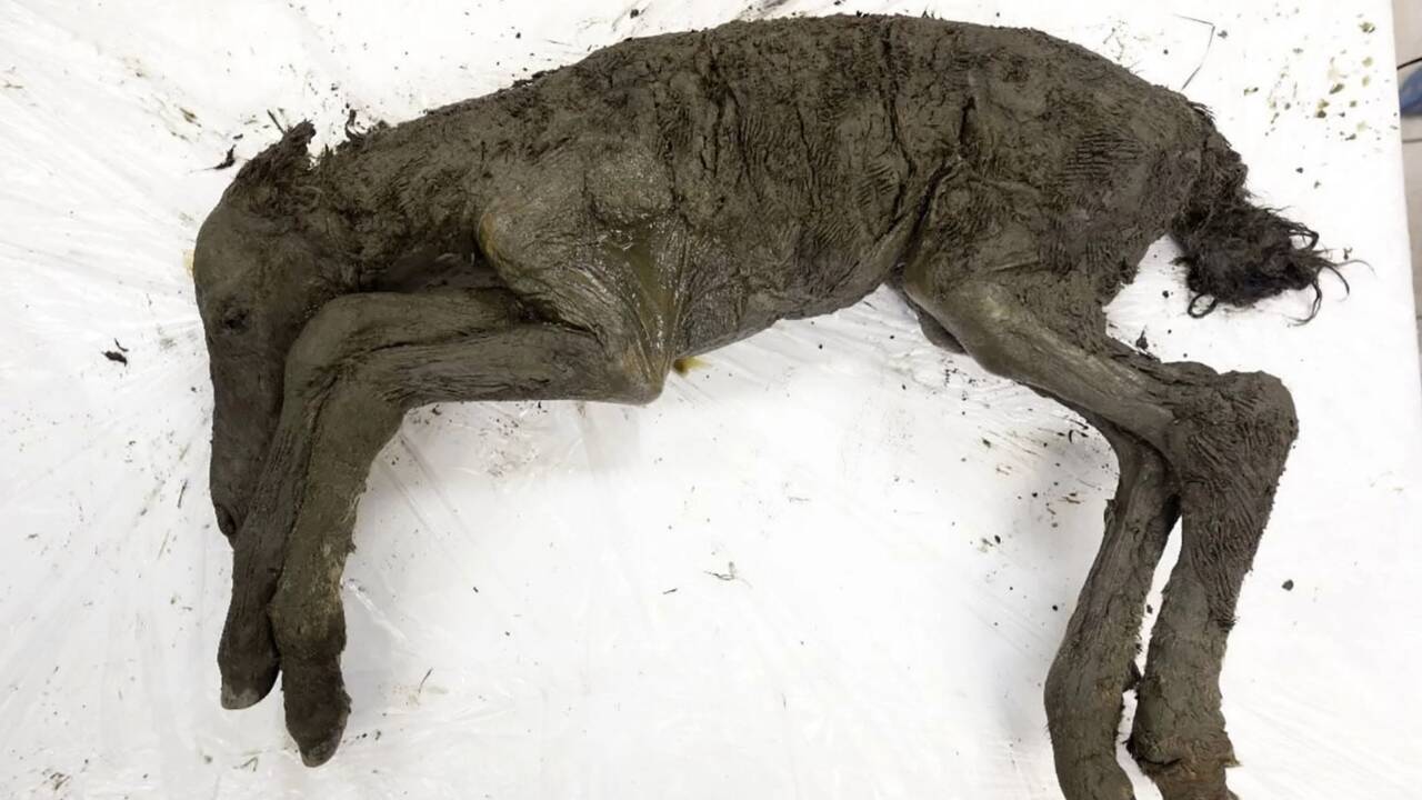 Des chercheurs extraient du sang liquide d'un poulain vieux de 42.000 ans découvert en Sibérie