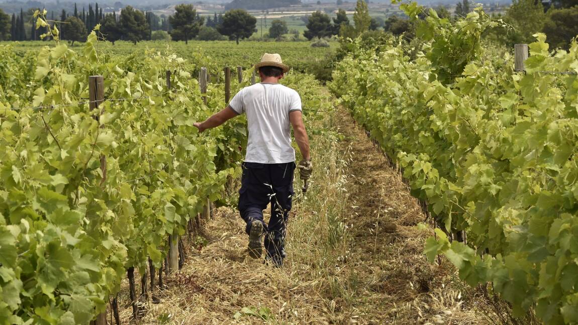 Languedoc: le boom du vin rosé pourrait aider la transition agro-écologique des vignerons