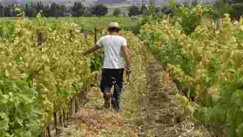 Languedoc: le boom du vin rosé pourrait aider la transition agro-écologique des vignerons