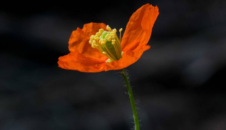 En Californie Des Coquelicots Phénix Renaissent Après Les