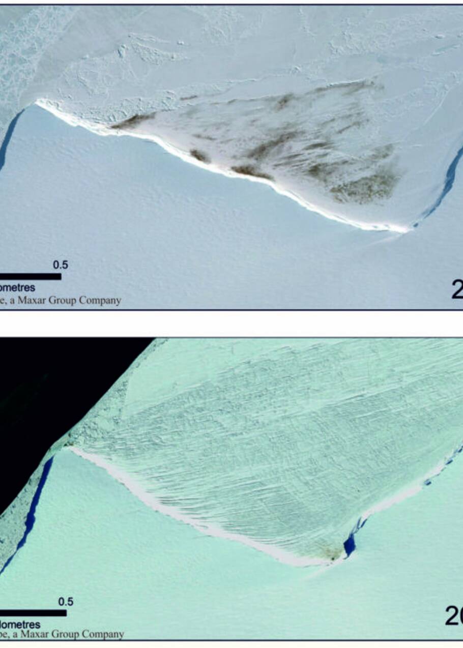 En Antarctique, une colonie entière de manchots empereurs a disparu de son site de reproduction