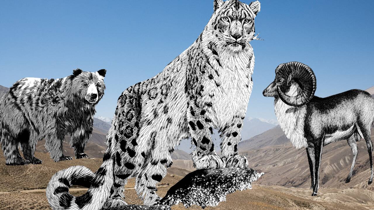 Mouflons de Marco Polo, léopards des neiges... La vallée du Wakhan, une arche de Noé sur le toit du monde