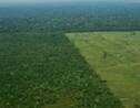 Brésil: Opération coup de poing contre la déforestation