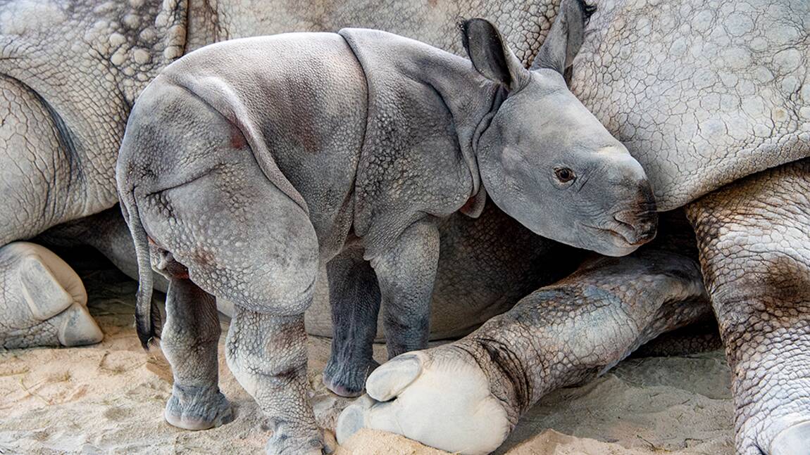 Un petit rhinocéros menacé naît au zoo de Miami grâce à une insémination artificielle