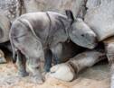 Un petit rhinocéros menacé naît au zoo de Miami grâce à une insémination artificielle