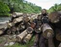 12 millions d'hectares de forêts tropicales détruits en 2018, l'équivalent du Nicaragua