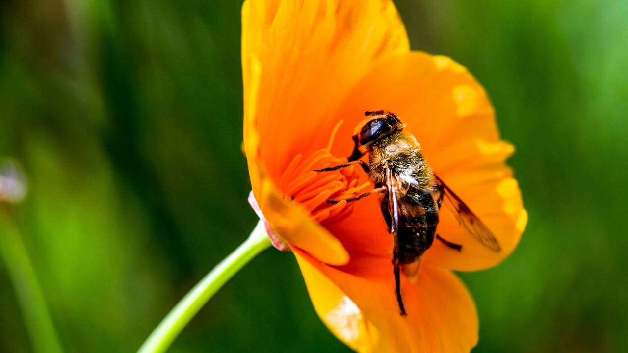 A la saison des pommiers en fleurs, les abeilles-ouvrières sont reines