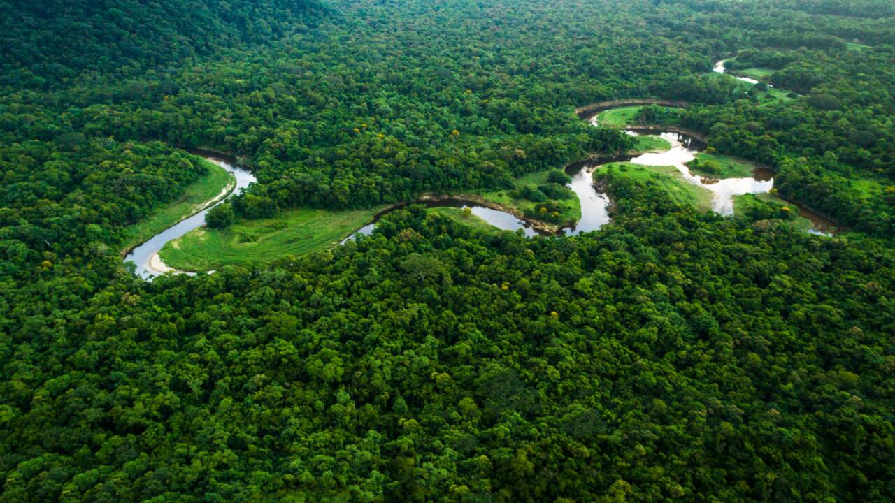 Au Brésil, le photographe Sebastião Salgado et sa femme ont replanté 600 hectares de forêt tropicale