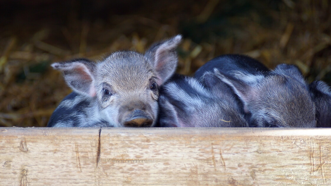 Japon Après Les Bars à Chats Les Cafés à Cochons Nains