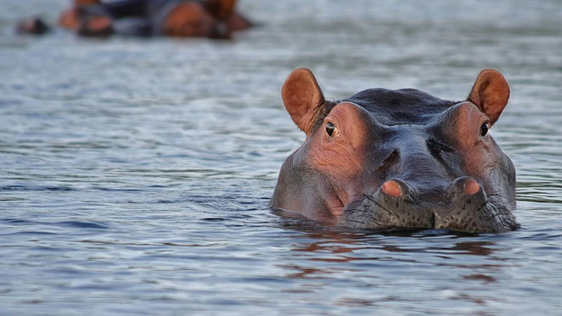 En Afrique, les lacs et les rivières sont régis… par les crottes d'hippopotames