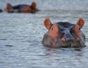 En Colombie, les descendants des hippopotames de Pablo Escobar menacent l’écosystème