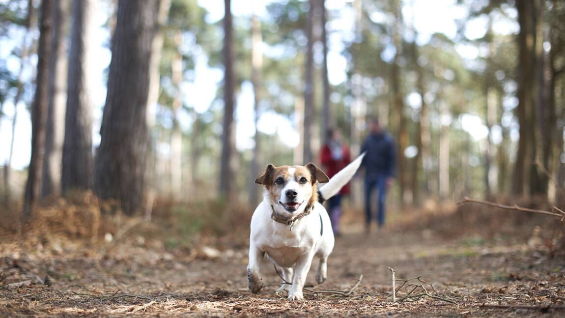 L'ONF rappelle l'importance de garder son chien en laisse lors des promenades en forêt
