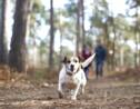 L'ONF rappelle l'importance de garder son chien en laisse lors des promenades en forêt
