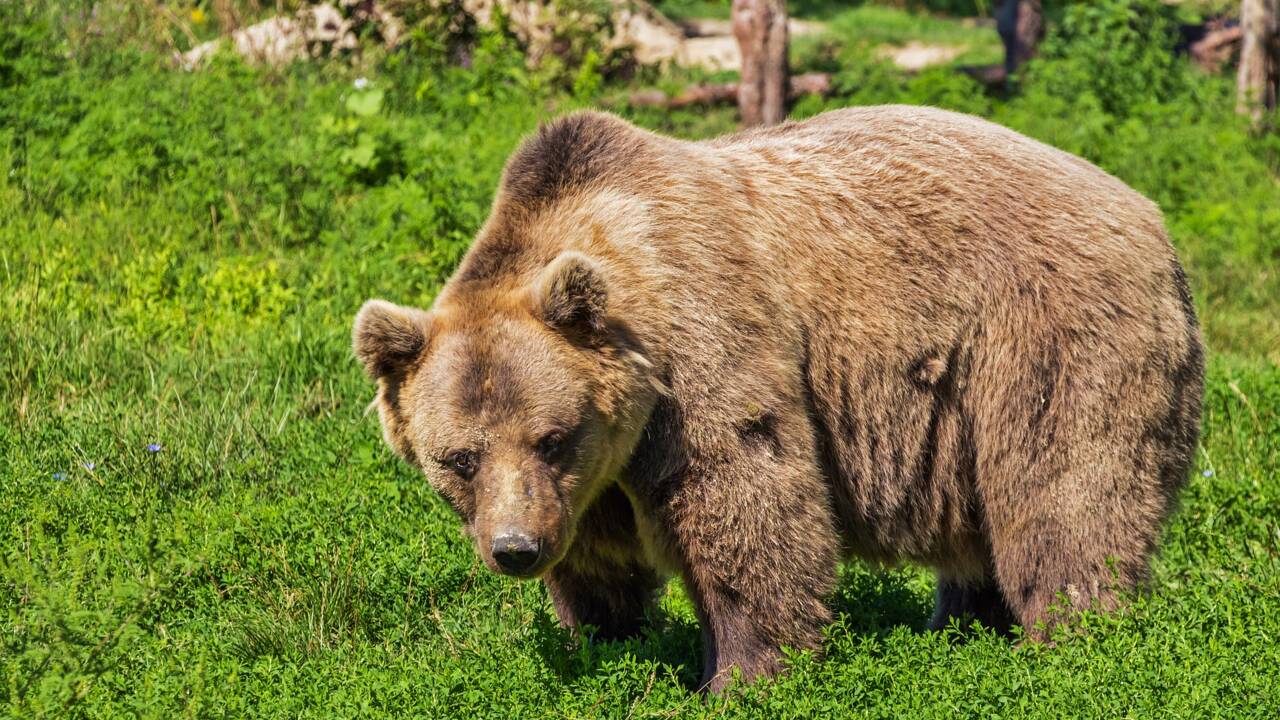 Comment réagir face à un ours ? Les règles de base
