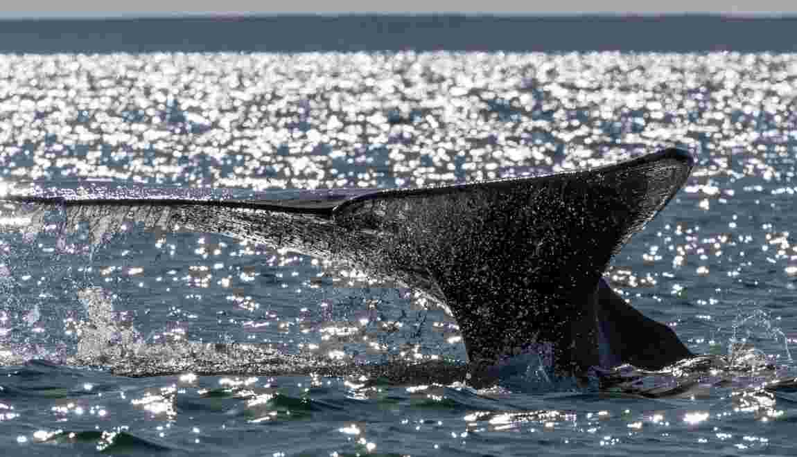 Canada : trois espèces de baleines "en péril"