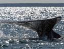 Canada : trois espèces de baleines "en péril"