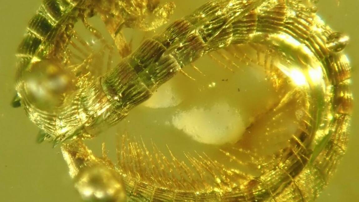 Des chercheurs ont découvert un mille-pattes de 99 millions d’années fossilisé dans de l'ambre