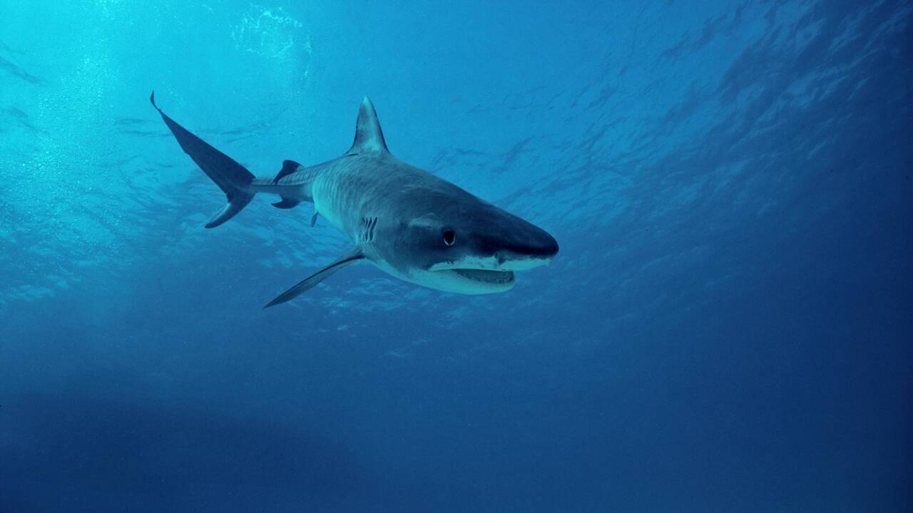 À La Réunion, on teste un détecteur de requins pour éviter les attaques