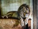 Trois lions sauvés en Albanie transférés au Pays-Bas