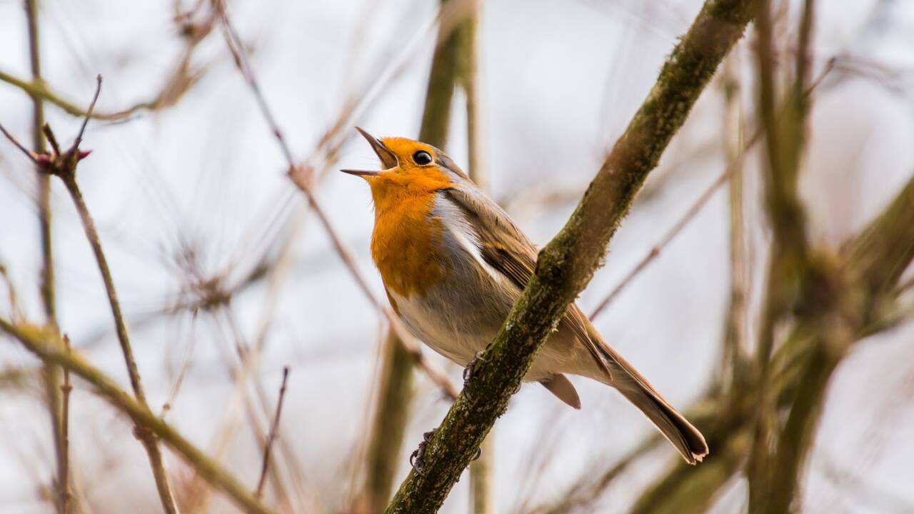 Un single de chants d'oiseaux dénonçant le déclin de la biodiversité devient un hit au Royaume-Uni