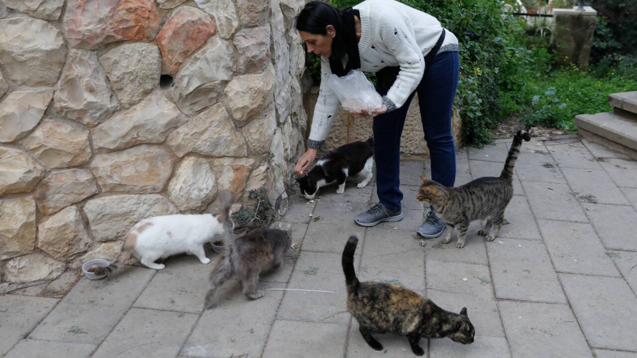 A Jérusalem, le casse-tête de la prolifération des chats