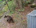 Trois oursons orphelins retrouvent leur liberté en Bulgarie