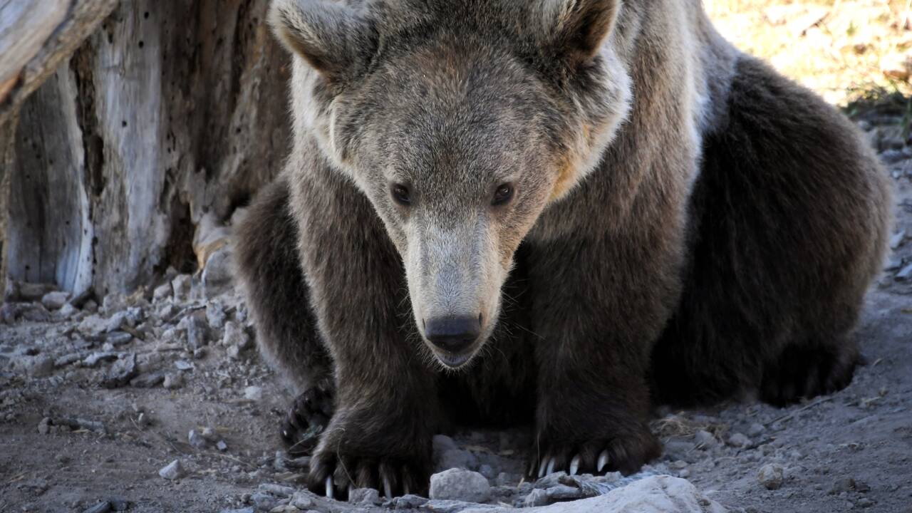 Un ours signalé au Portugal pour la première fois en près de 200 ans