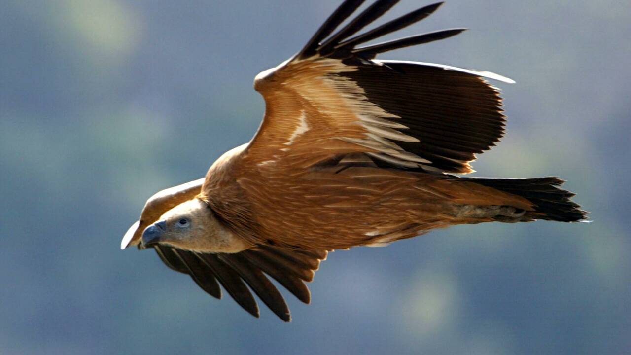Un suspect arrêté après l'empoisonnement de rares vautours du Golan